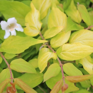 MARADCO BEAUTY BUSH