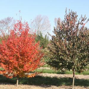 FIRE BELLE AMERICAN HORNBEAM