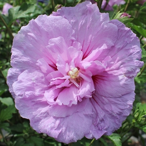 LAVENDER CHIFFON® ALTHEA