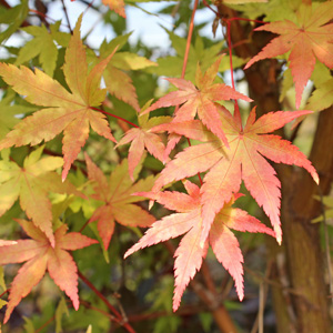 CORAL BARK UPRIGHT JAPANESE MAPLE