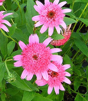 PINK DOUBLE DELIGHT CONEFLOWER