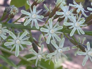 KENTUCKY COFFEETREE