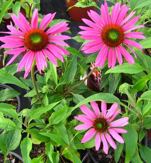 GREEN EYES CONEFLOWER