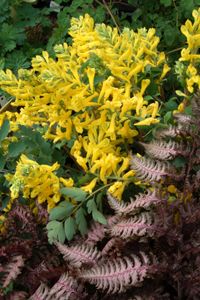 CANARY FEATHERS CORYDALIS