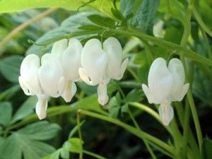 WHITE BLEEDING HEART