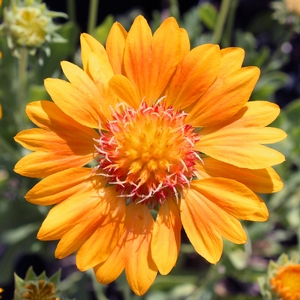 ORANGES AND LEMONS BLANKET FLOWER