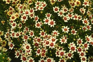 SNOWBERRY TICKSEED