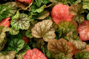 GREEN SPICE CORAL BELLS