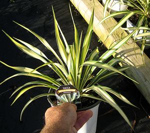COLOR GUARD YUCCA