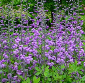 PURPLE SMOKE WILD INDIGO