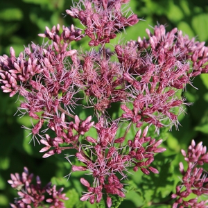 LITTLE JOE JOE PYE WEED