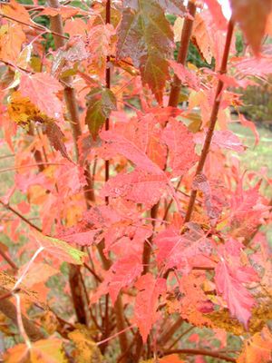 FLAME AMUR MAPLE