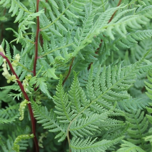 LADY IN RED FERN