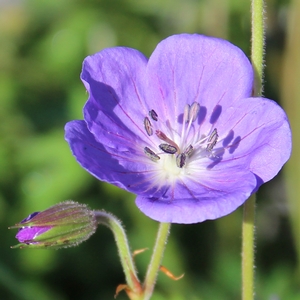 BROOKSIDE CRANESBILL GERANIUM