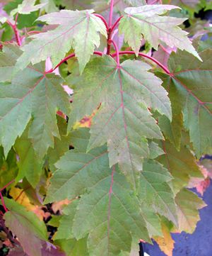 ARMSTRONG MAPLE