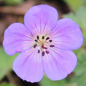 ROZANNE CRANESBILL GERANIUM