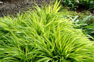 ALL GOLD JAPANESE FOREST GRASS