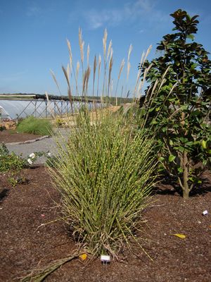 GOLD BAR MAIDEN GRASS