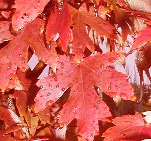 AUTUMN BLAZE® MAPLE