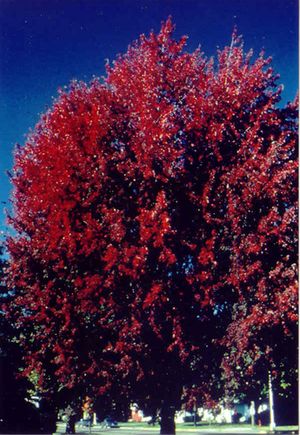 AUTUMN FANTASY® MAPLE