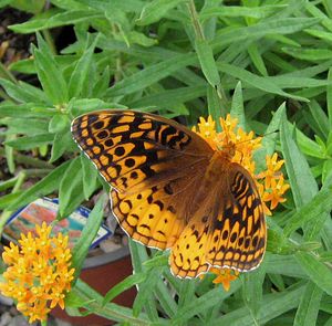 BUTTERFLY MILKWEED