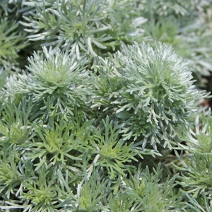 SILVER MOUND WORMWOOD