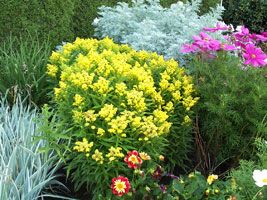 LITTLE LEMON GOLDENROD