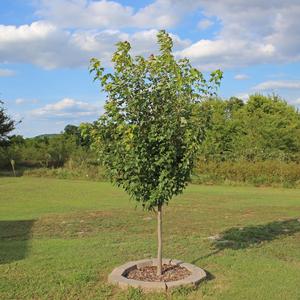 AUTUMN FLAME MAPLE