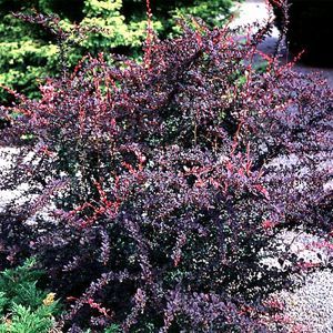 ROSY GLOW BARBERRY