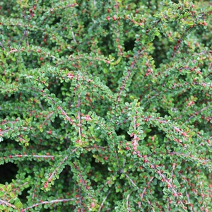 TOM THUMB COTONEASTER