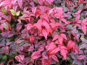 FIREPOWER NANDINA