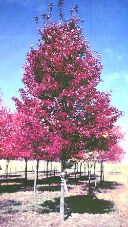 BRANDYWINE MAPLE