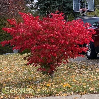 DWARF BURNING BUSH