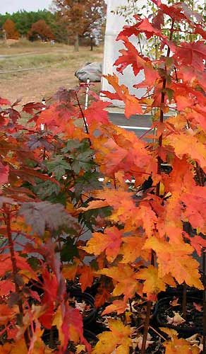 BURGUNDY BELLE® MAPLE