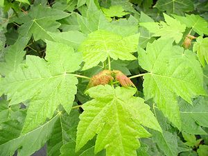 EMBERS MAPLE