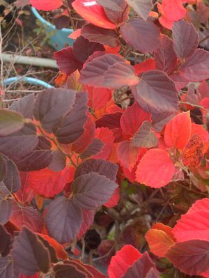 MT. AIRY WITCH ALDER