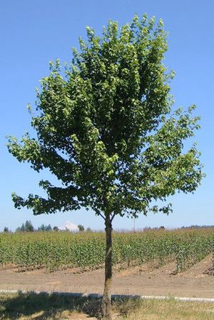 FAIRVIEW FLAME® MAPLE