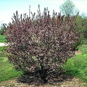 PURPLELEAF SAND CHERRY