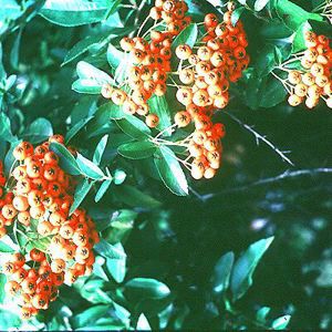 KASAN PYRACANTHA