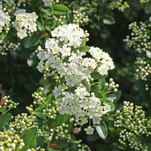 MOHAVE PYRACANTHA