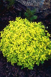 GOLDEN ELF SPIRAEA