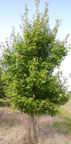 OCTOBER GLORY® RED MAPLE