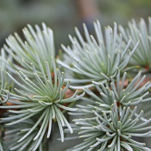 BLUE ATLAS CEDAR