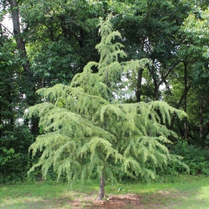 DEODAR CEDAR