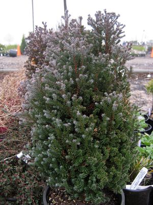 RED STAR ATLANTIC WHITE CEDAR