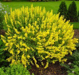 SCREAMING YELLOW WILD INDIGO