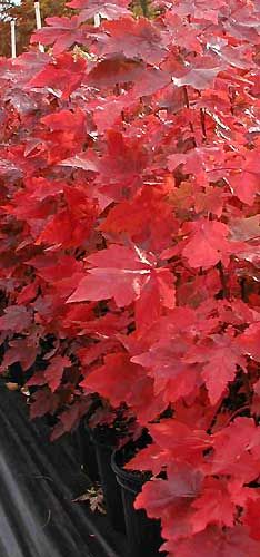 RED SUNSET® MAPLE