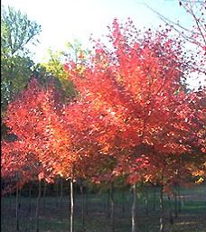 SOMERSET MAPLE