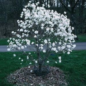 ROYAL STAR MAGNOLIA