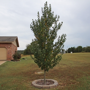 SUMMER RED® MAPLE